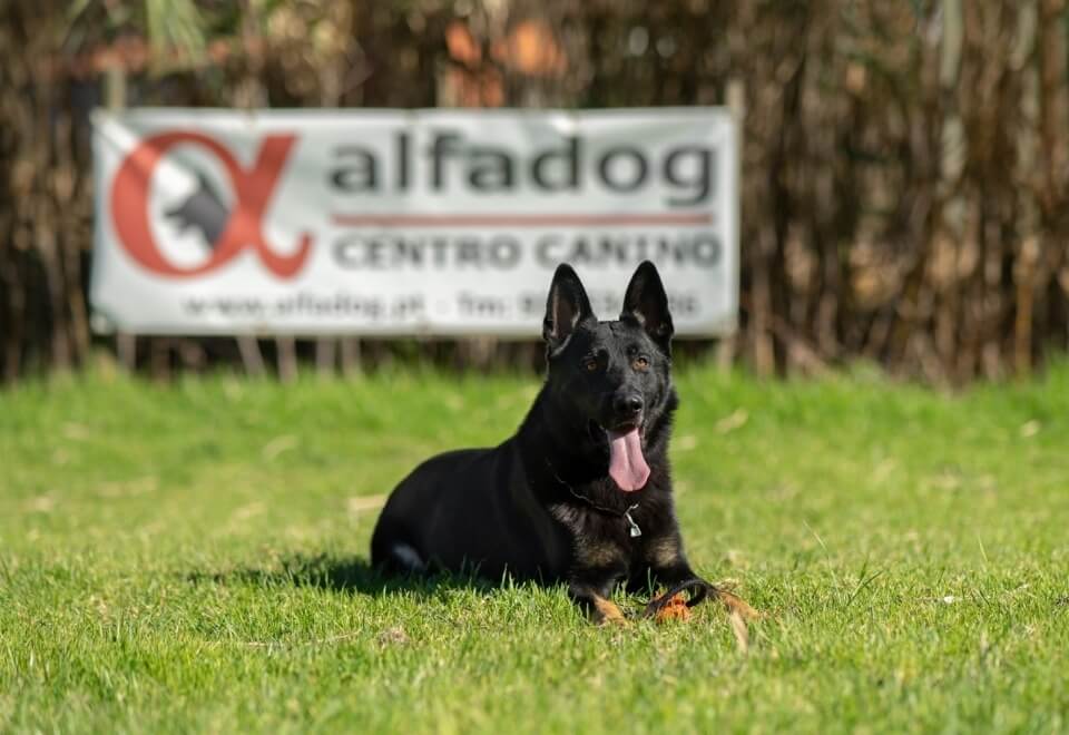 Alfadog - Centro Canino imagem 110